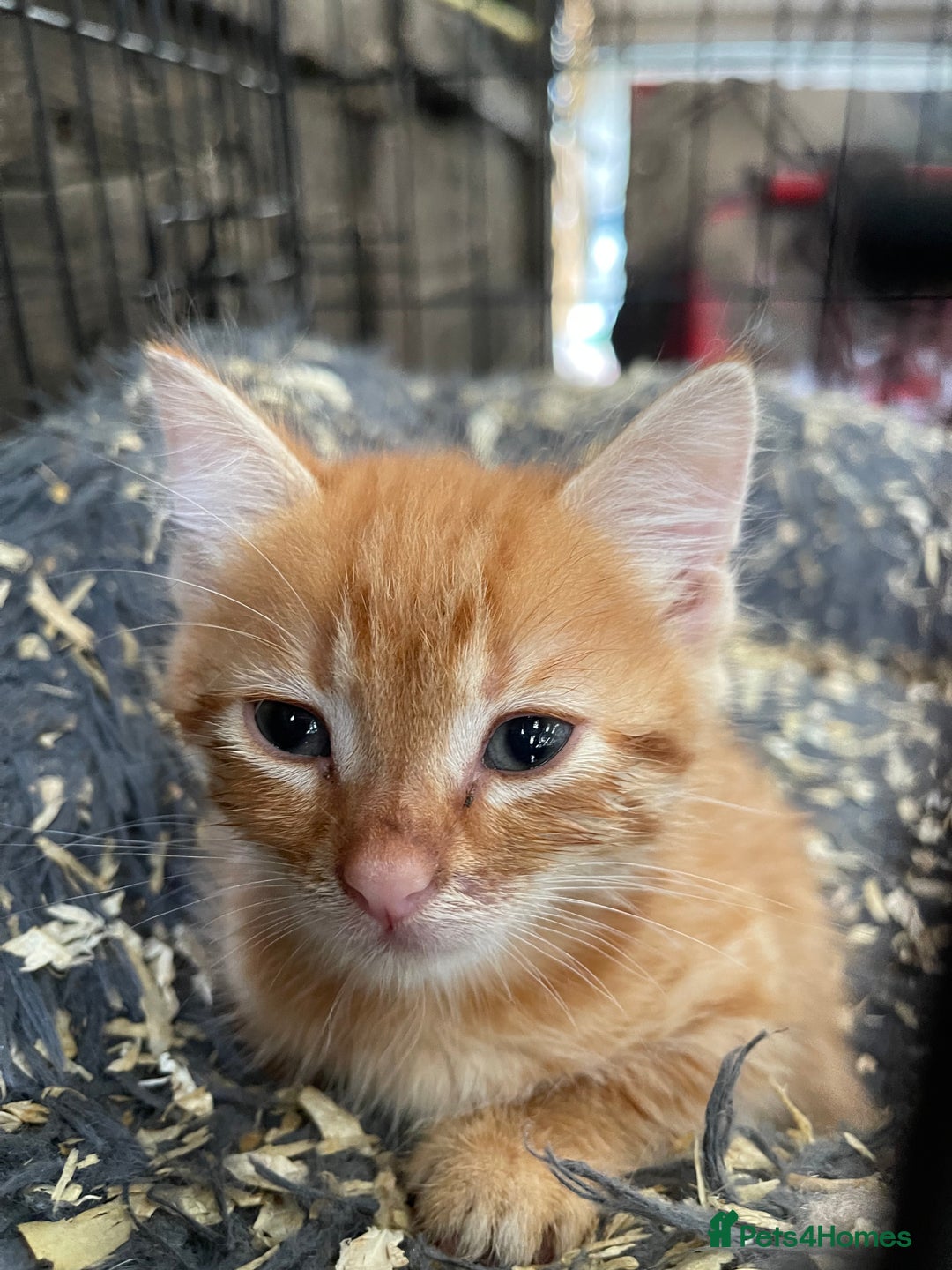 Mixed Breed cats for sale: Farm cats  - Image 5