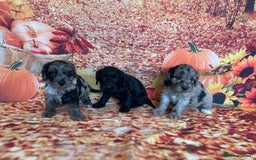 Cockapoo dogs for sale: F1 Cockapoos for sale  - Image 39