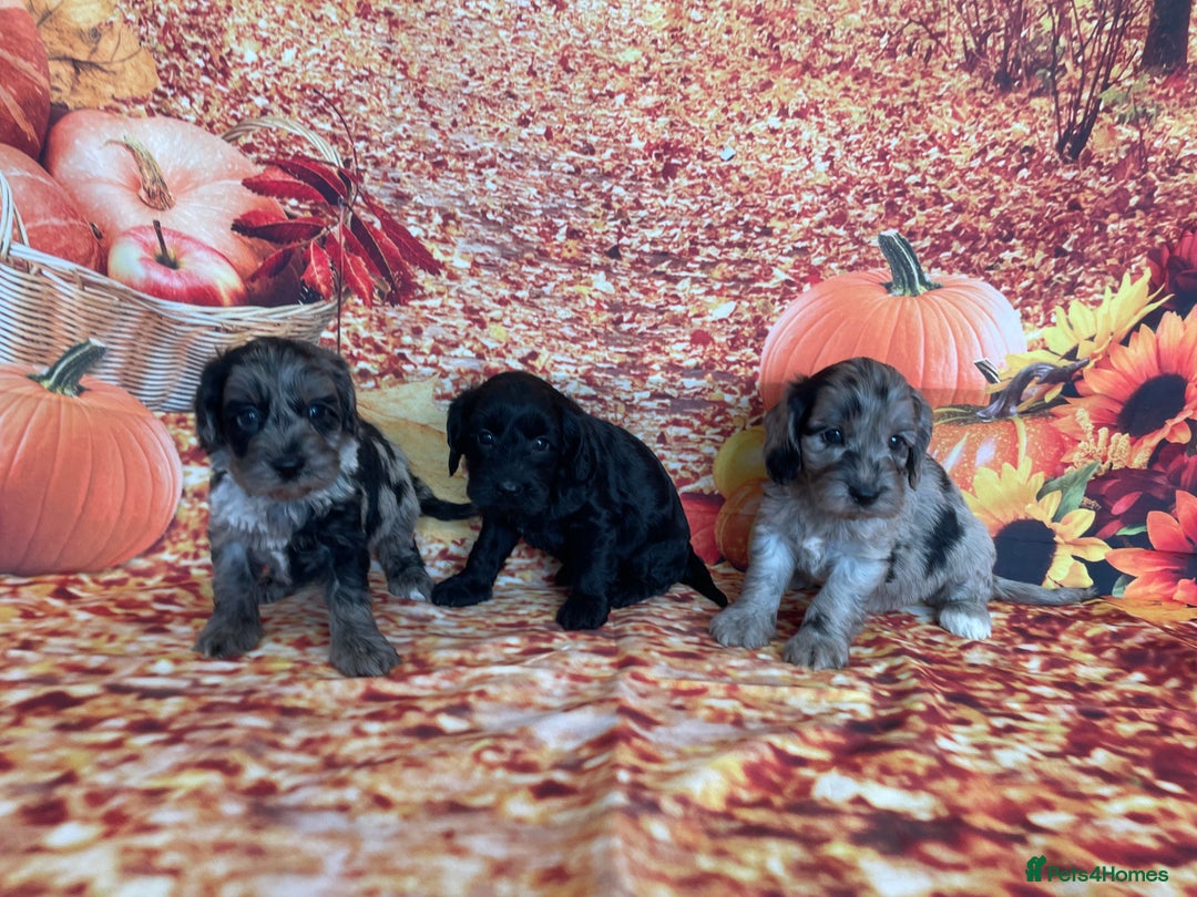 Cockapoo dogs for sale: F1 Cockapoos for sale  - Image 39