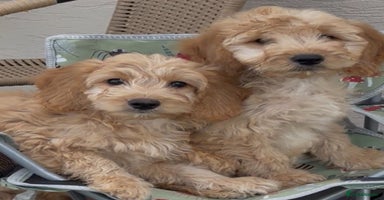 Cockapoo dogs in Treharris - Advert 7