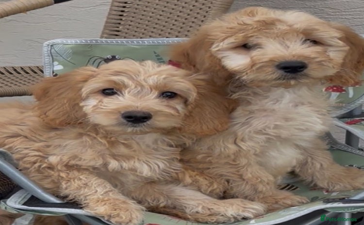 Cockapoo dogs in Treharris - Advert 3
