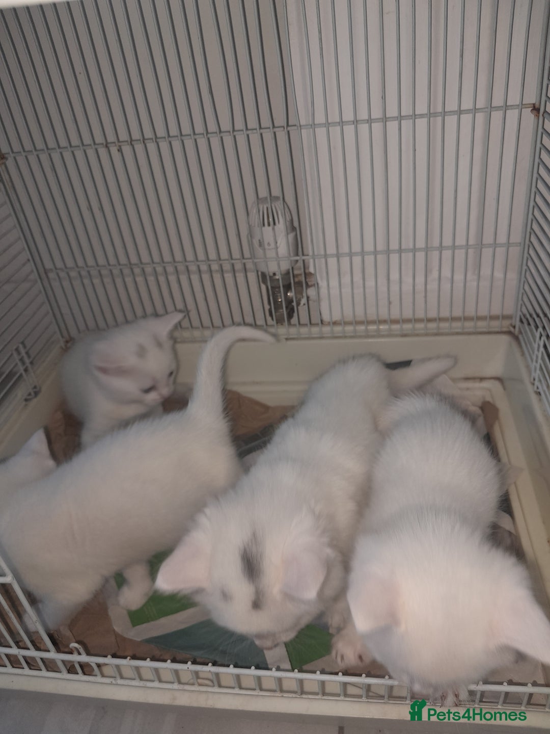 American Shorthair cats for sale: Whit kittens for sale  - Image 7