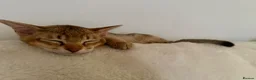 Burmese cats for sale: Magic and Basil are stunning Asian boys.  in Plymouth - Advert 6