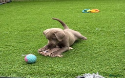 Labrador Retriever dogs for sale: KC Silver, Charcoal & Black Labs for sale - Image 19