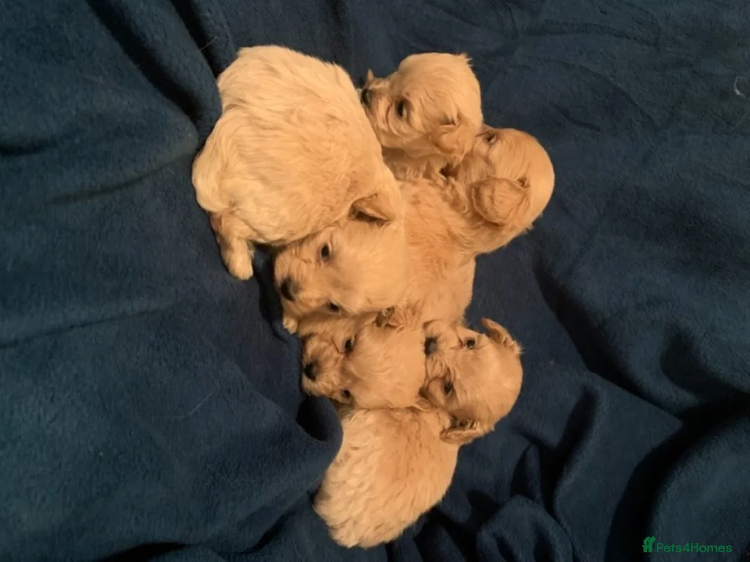 Toy Poodle dogs for stud: Extensively DNA Health Tested Deep Red Toy Poodle in Mansfield - Advert 17