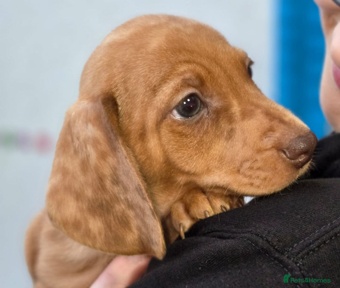 Dachshund dogs for sale: Dachshund puppies  - Advert 31
