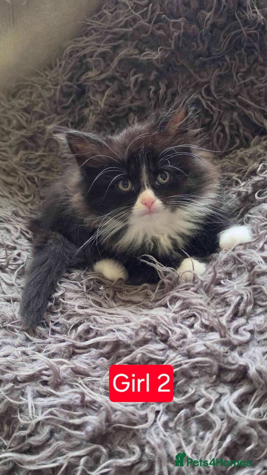 Mixed Breed cats 2 girls and Boy number 1 left.  - Advert 2