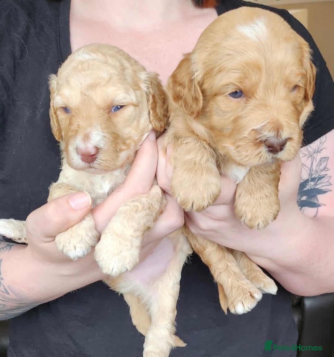 Australian Labradoodle dogs for sale: 💕 Stunning Australian Labradoodles! 💕 - Image 9