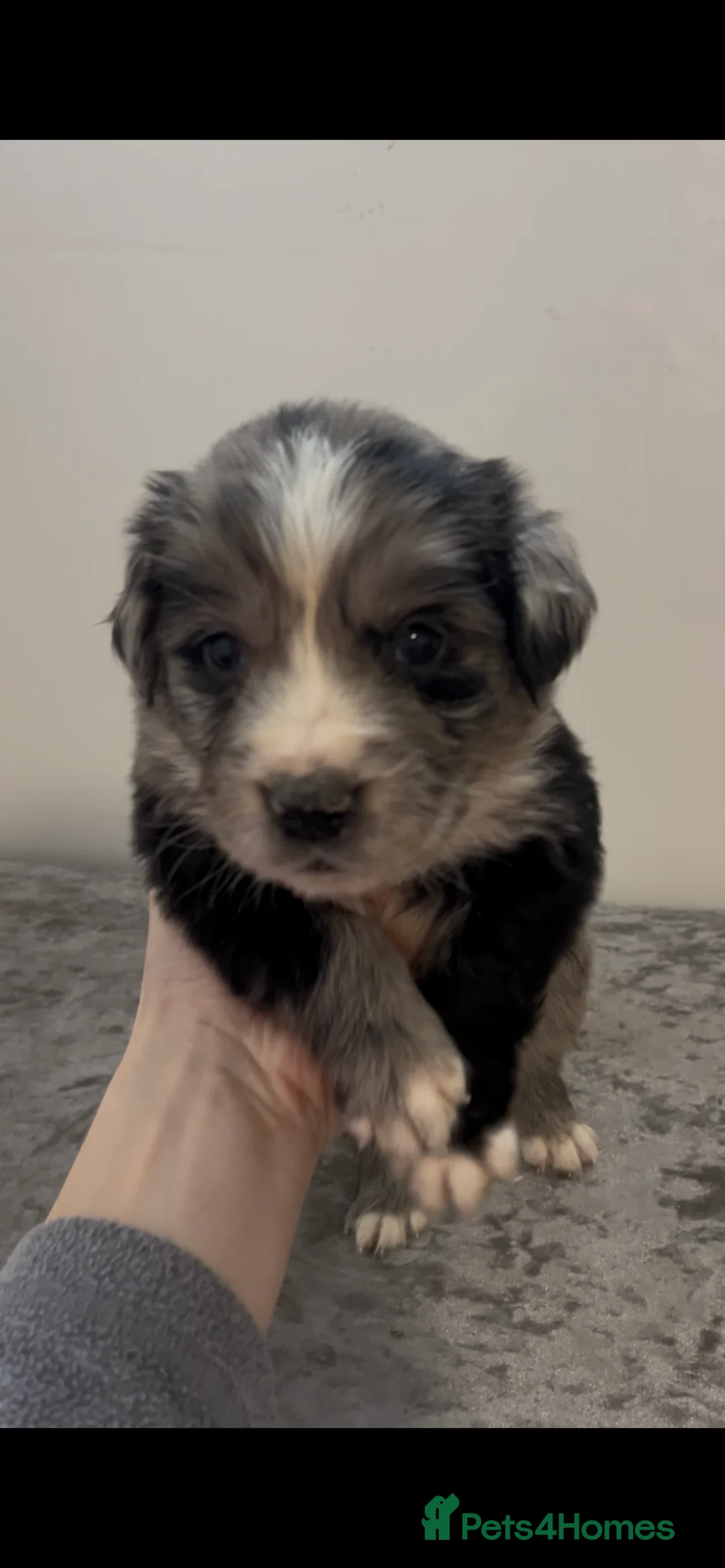 Mixed Breed dogs for sale: Australian Shepherd x Golden Retriever Merle&black - Advert 13