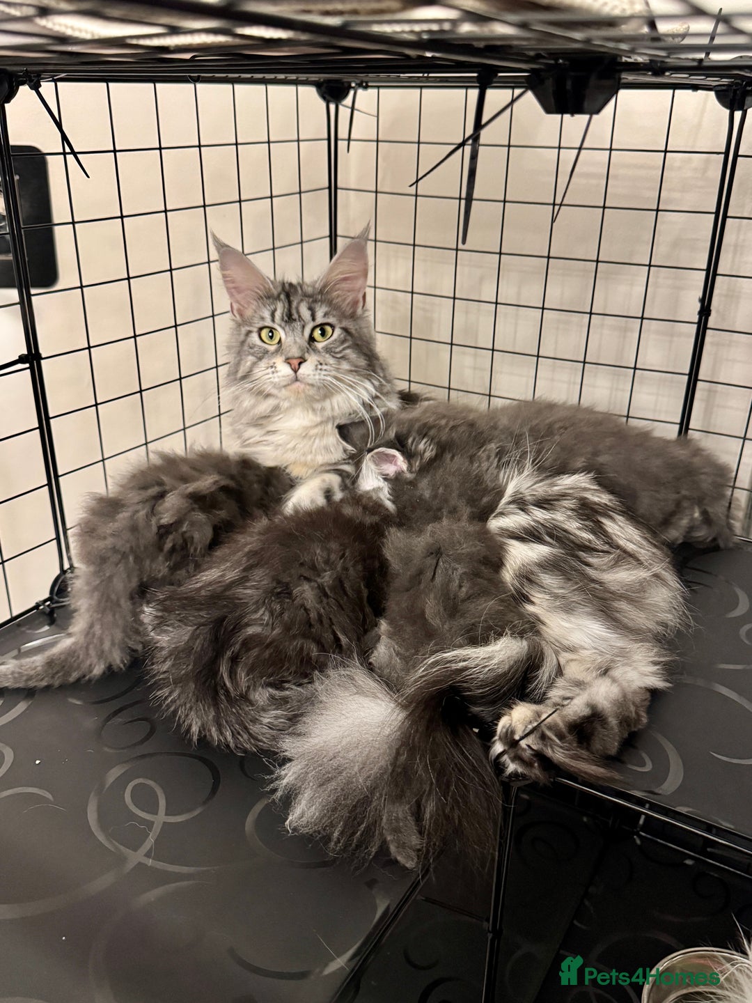 Maine Coon cats for sale: Maine coon kittens - Advert 16