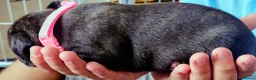 Staffordshire Bull Terrier dogs for sale: ExceptionalStaffordshire bull Terrier Puppies - Advert 15