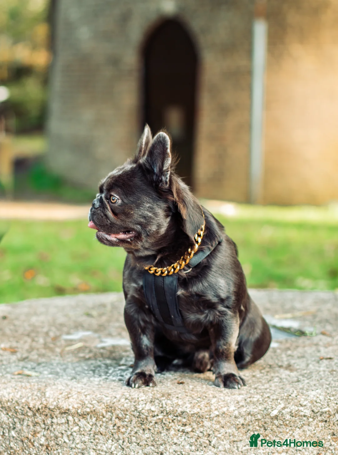 French Bulldog dogs for stud: 🔥🔥 PROVEN L1 & L4 BLUE VISUAL FLUFFY STUD 🔥🔥 in Feltham - Advert 5