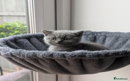 British Shorthair cats for sale: GCCF British Shorthair & longhair kittens - Image 10