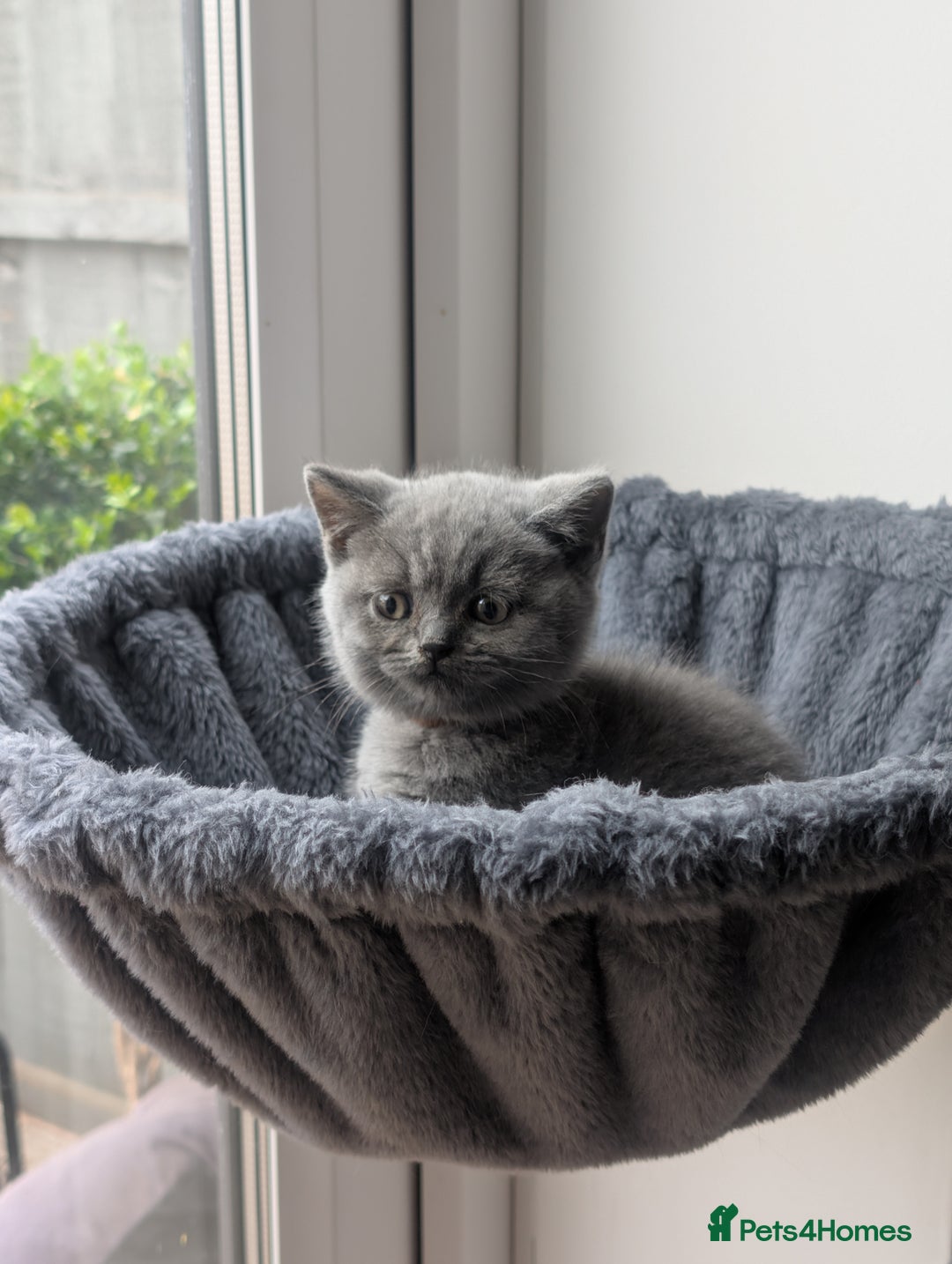 British Shorthair cats for sale: GCCF British Shorthair & longhair kittens - Image 10