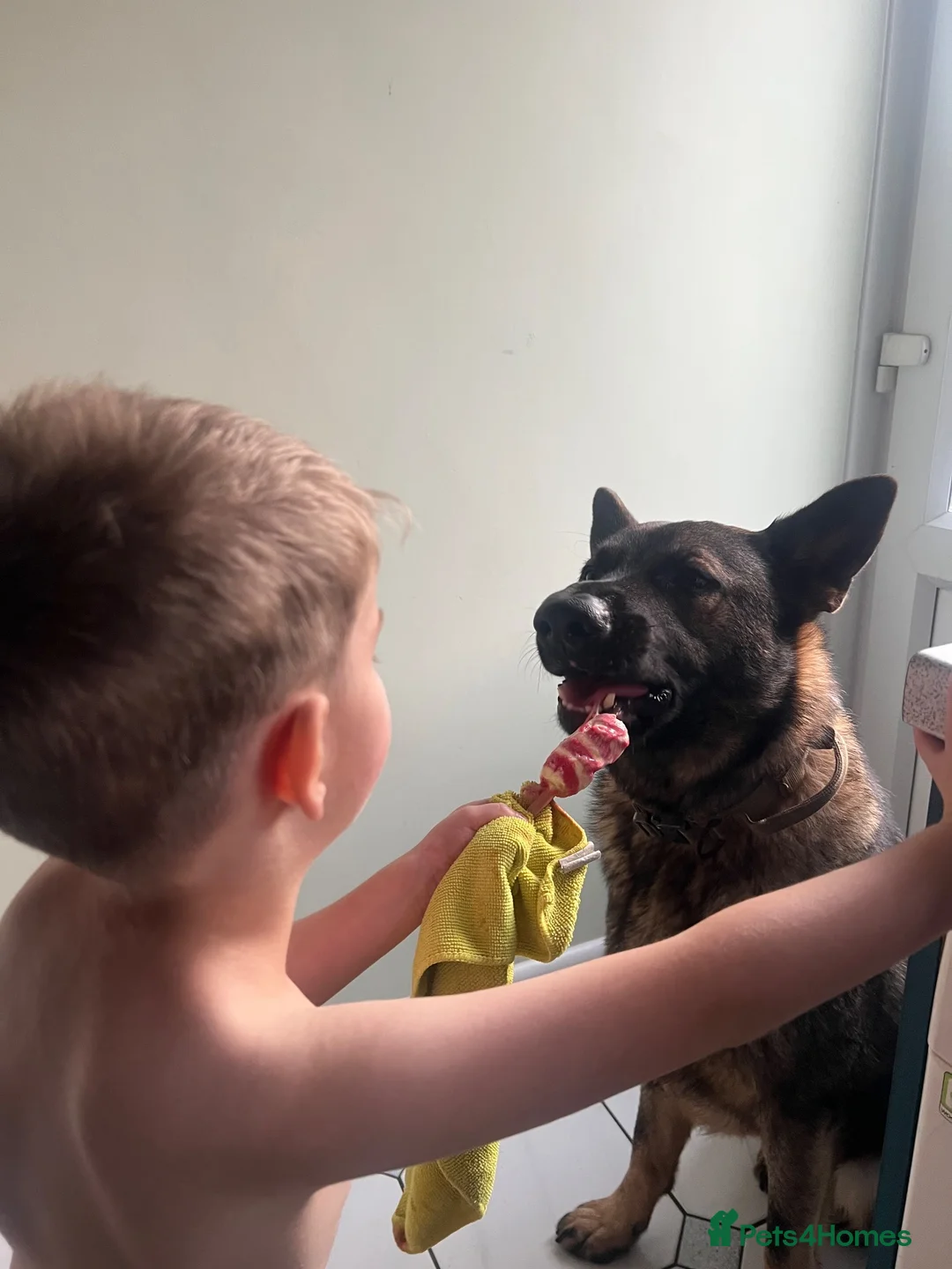 German Shepherd dogs for sale: “Ace” - 2yr old GSD male - Entire - Advert 8