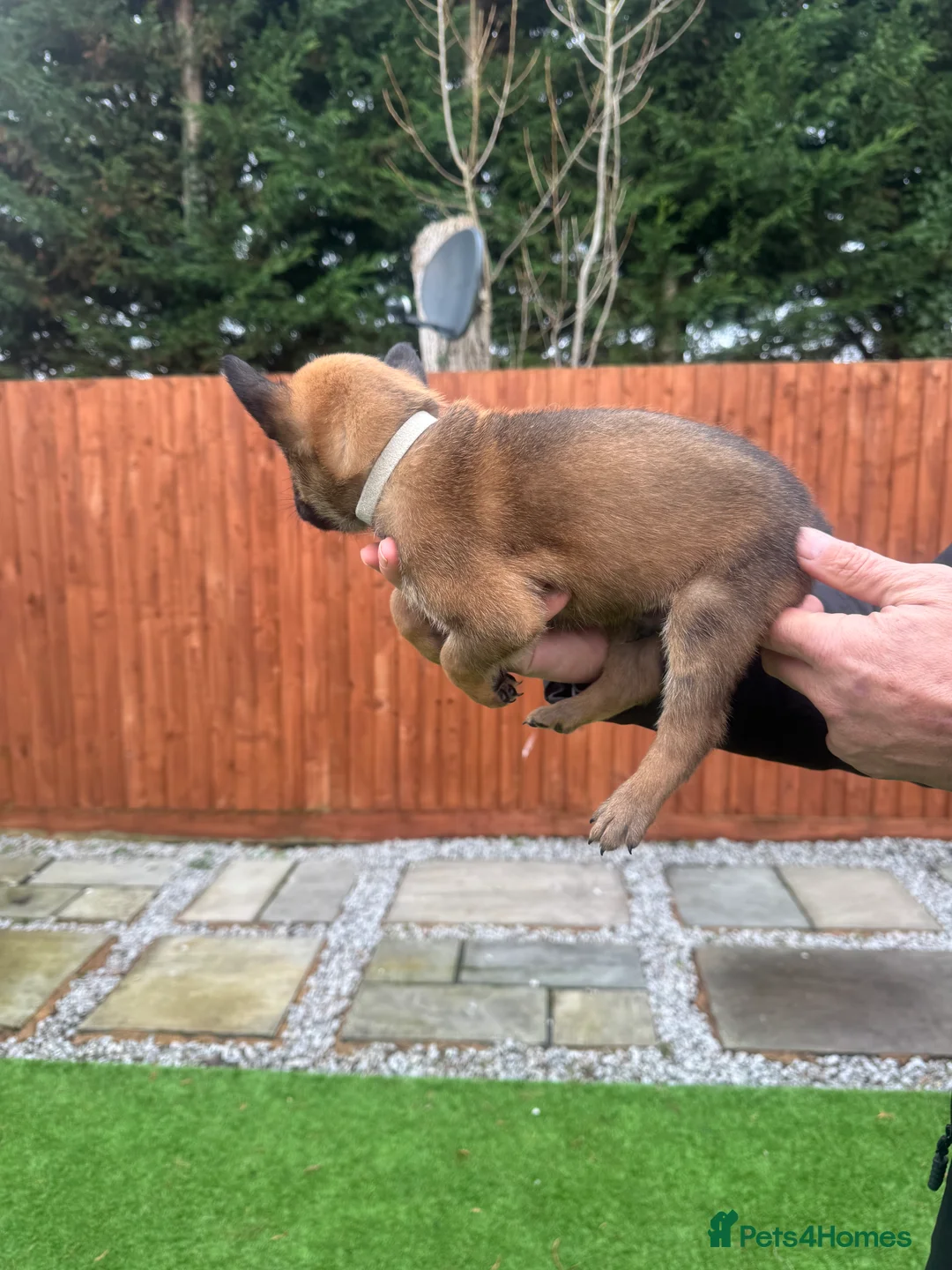 Belgian Shepherd Dog dogs for sale: Belgian Malinois Puppies - Advert 17