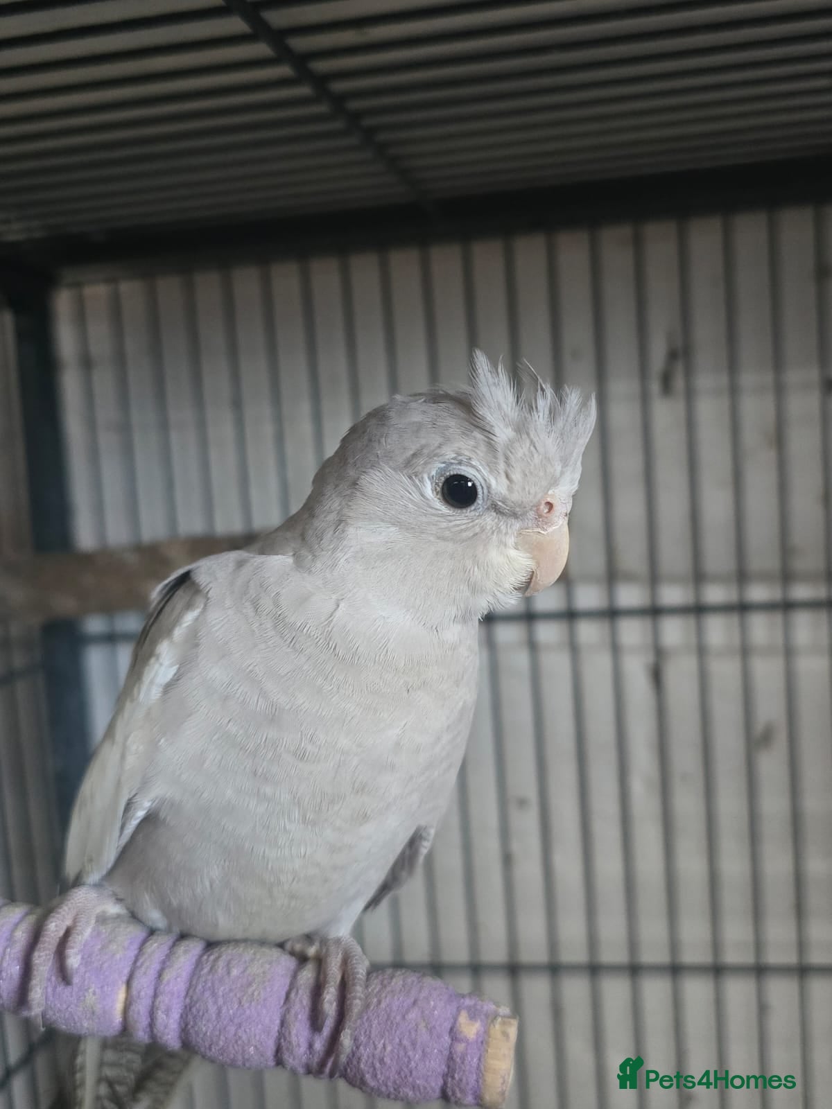 Cockatiels birds Young avairy Bred cockatiels  - Advert 8