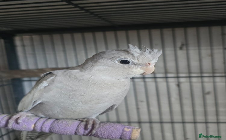 Cockatiels birds - Advert 4