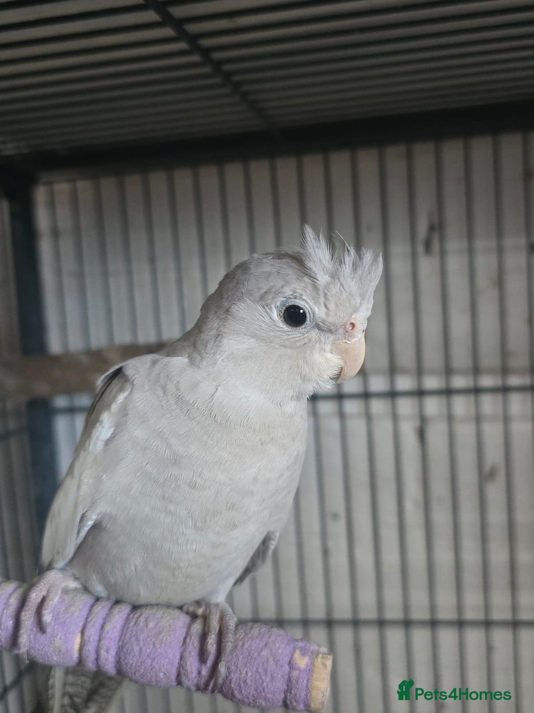 Cockatiels birds for sale: Young avairy Bred cockatiels  - Advert 2