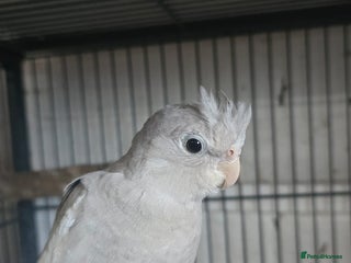 Cockatiels birds Young avairy Bred cockatiels - Advert 8