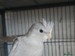Cockatiels birds Young avairy Bred cockatiels - Advert 10