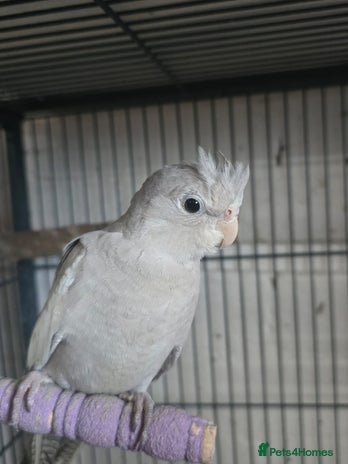 Cockatiels birds - Advert 4