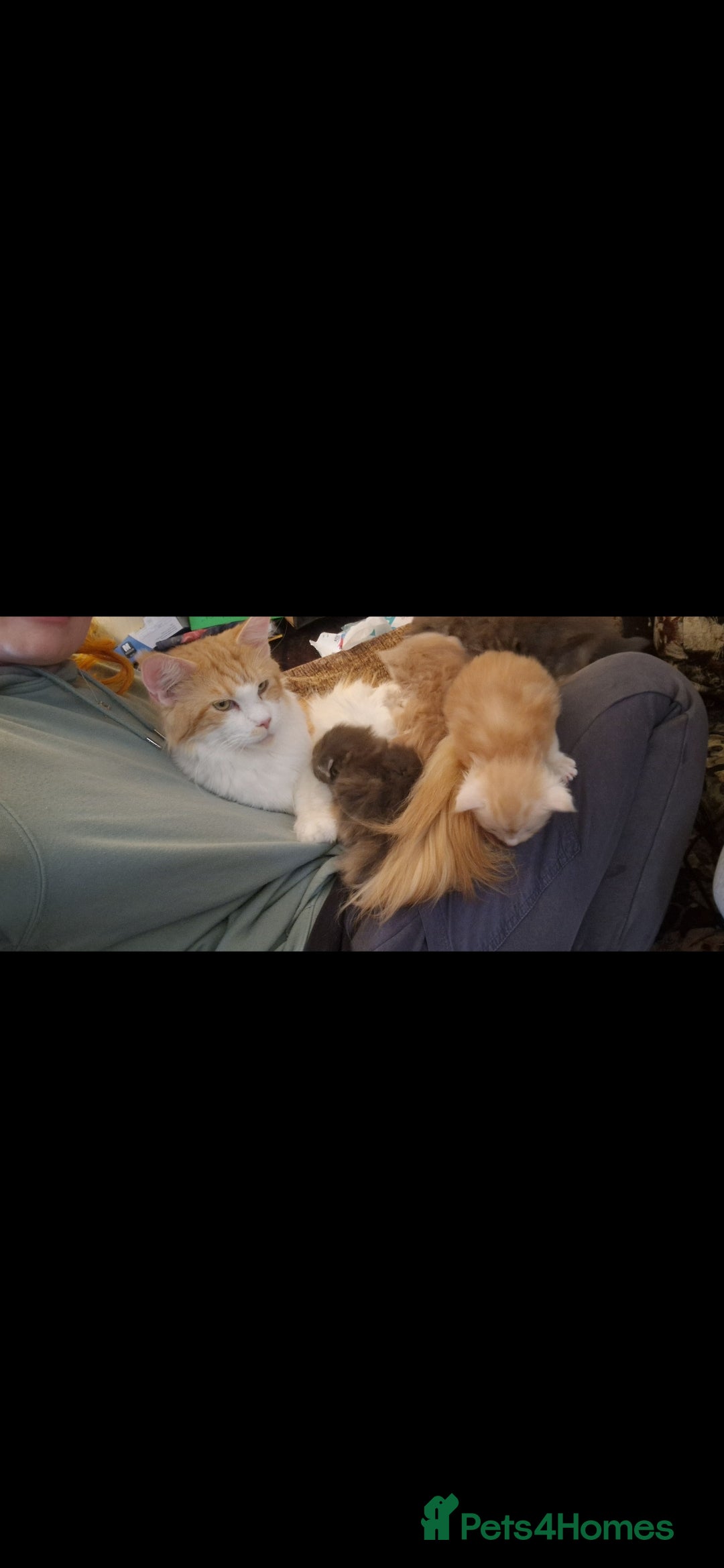 Maine Coon cats Beautiful Red boys - Advert 15