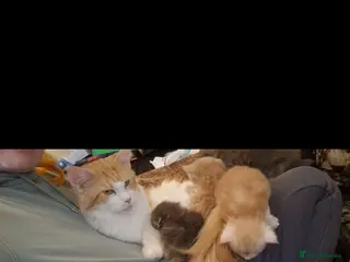 Maine Coon cats Beautiful Red boys - Advert 3