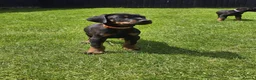 Dobermann dogs for sale: ☆☆Ready to leave Today  Black Doberman Puppies☆☆ - Advert 19