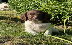 English Springer Spaniel dogs for sale: English Springer Spaniels - Image 7