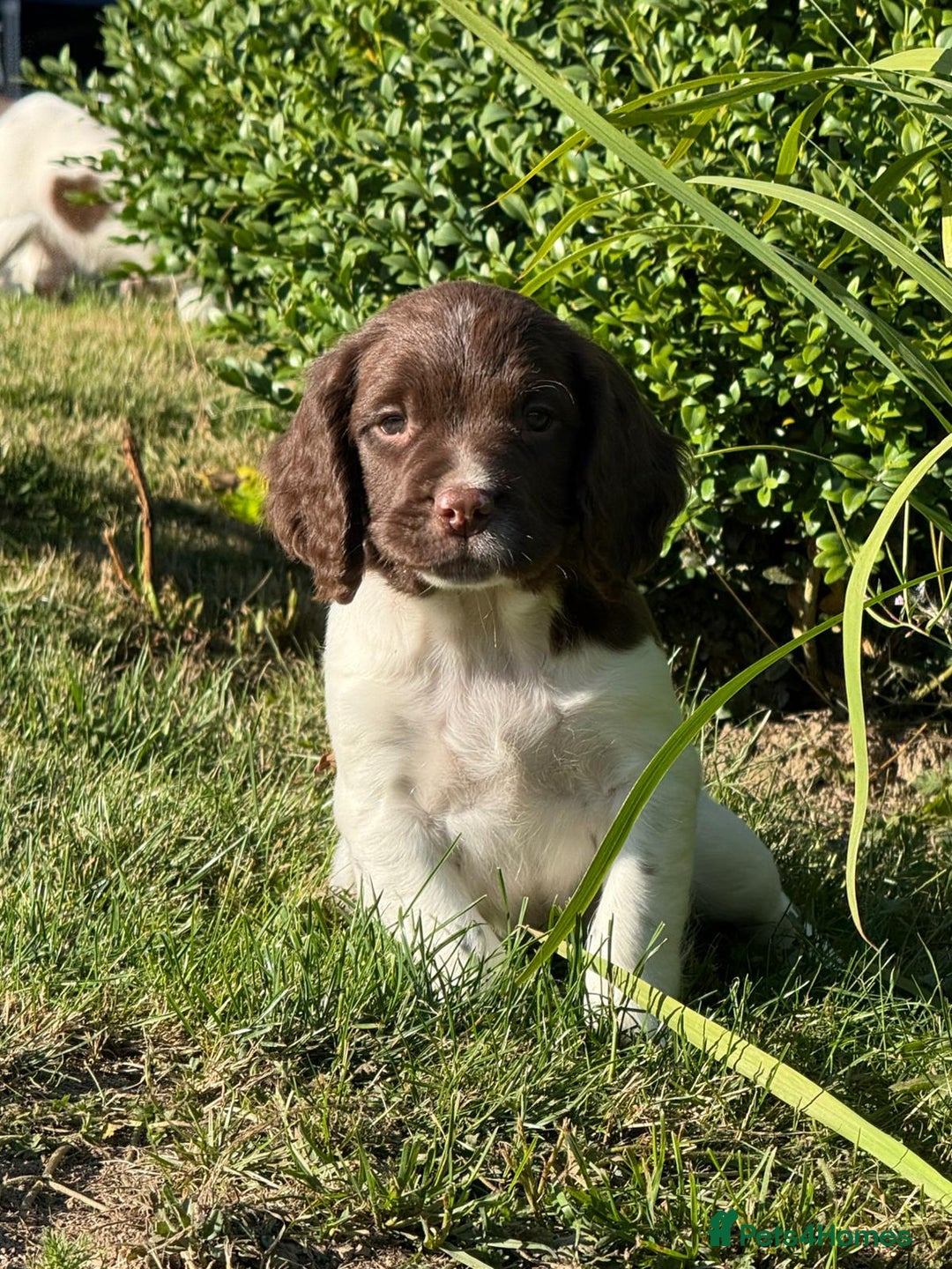 English Springer Spaniel dogs for sale: English Springer Spaniels - Image 7