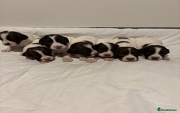 English Springer Spaniel dogs for sale: Liver and white springer spaniel puppies  - Image 5