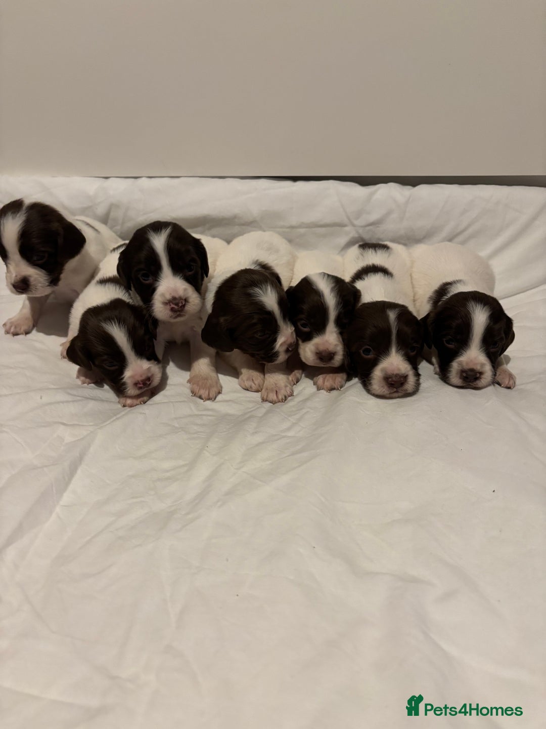 English Springer Spaniel dogs for sale: Liver and white springer spaniel puppies  - Image 5
