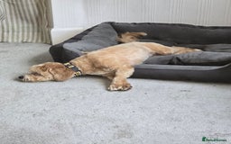 Mixed Breed dogs for sale: Shichonpoo - Advert 3