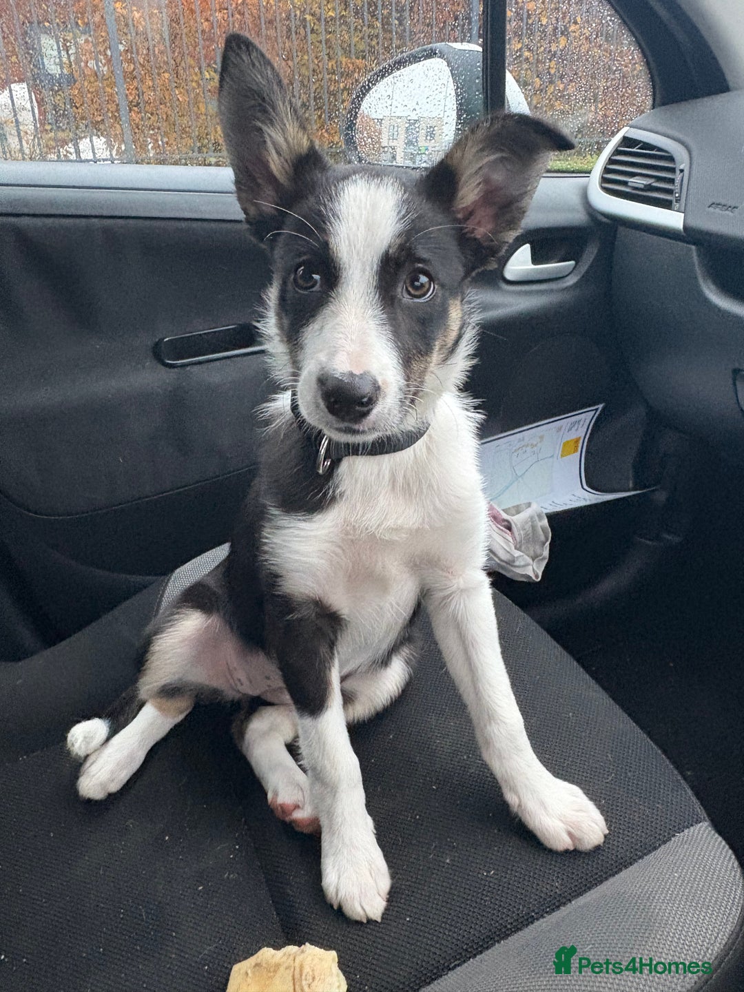 Mixed Breed dogs for sale: Smooth collie puppy - Advert 8