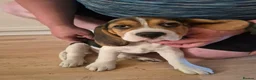 Beagle dogs for sale: Beagle puppies for sale  - Advert 7