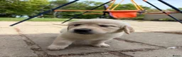Golden Retriever dogs for sale: FULLY VACCINATED KC REG GOLDEN RETRIEVERS - Advert 21