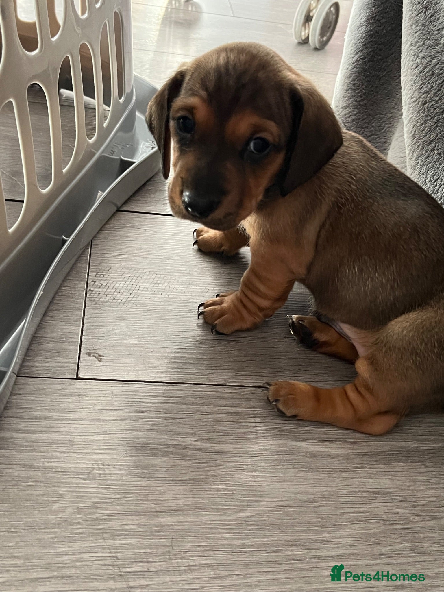 Dachshund dogs Beautiful miniture dachshund puppies  - Advert 2