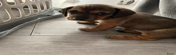 Dachshund dogs for sale: Beautiful miniture dachshund puppies  - Advert 2