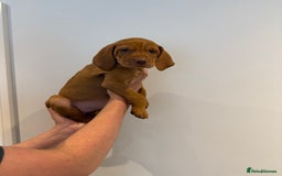 Hungarian Vizsla dogs for sale: KC regarding Hungarian Vizsla puppies - Image 34