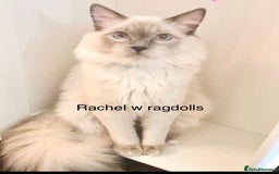 Ragdoll cats for sale: Ragdoll kittens  - Image 18