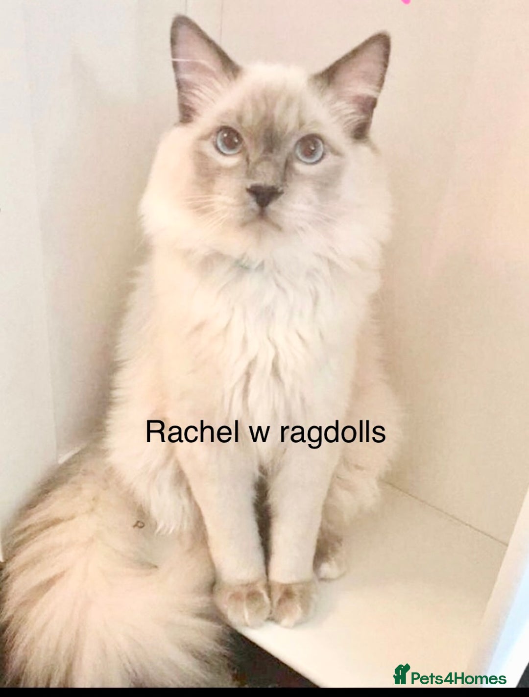 Ragdoll cats for sale: Ragdoll kittens  - Image 18