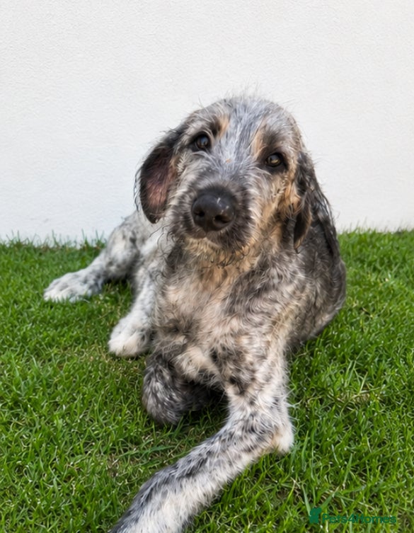 Irish Wolfhound dogs HEALTH TESTED KC Reg Irish Wolfhound Male - Advert 4