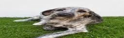 Irish Wolfhound dogs for sale: HEALTH TESTED KC Reg Irish Wolfhound Male - Advert 1
