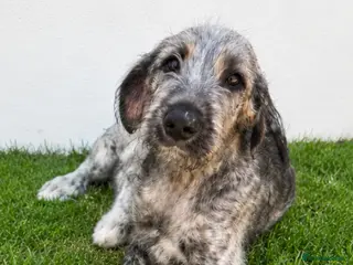 Irish Wolfhound dogs HEALTH TESTED KC Reg Irish Wolfhound Male - Advert 4