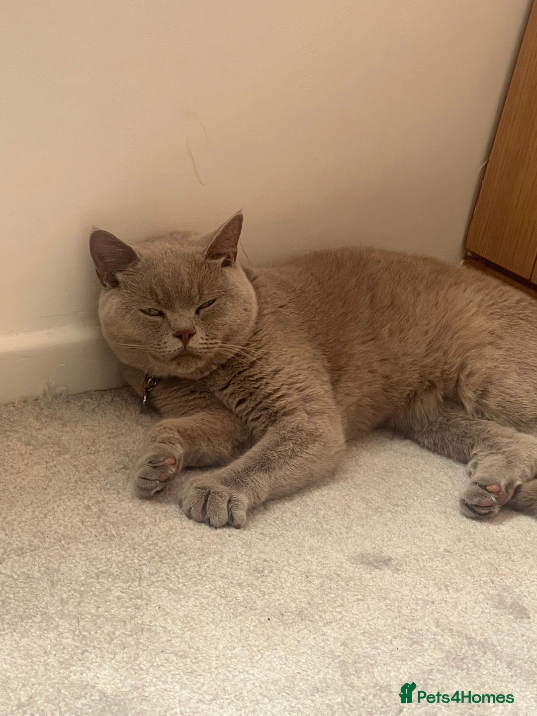 British Shorthair cats for sale: Lilac British shorthair MALE - Advert 4