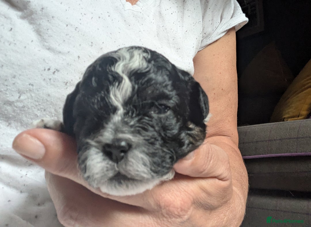 Shihpoo dogs for sale: F2 shihpoo puppies. - Image 11
