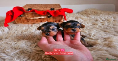 Yorkshire Terrier dogs True Miniature Yorkshire Terrier Puppies  - Advert 12