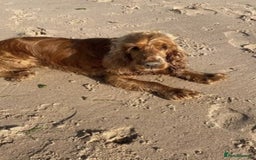 Cocker Spaniel dogs for sale: Stunning Show type Cocker Spaniels - Image 2