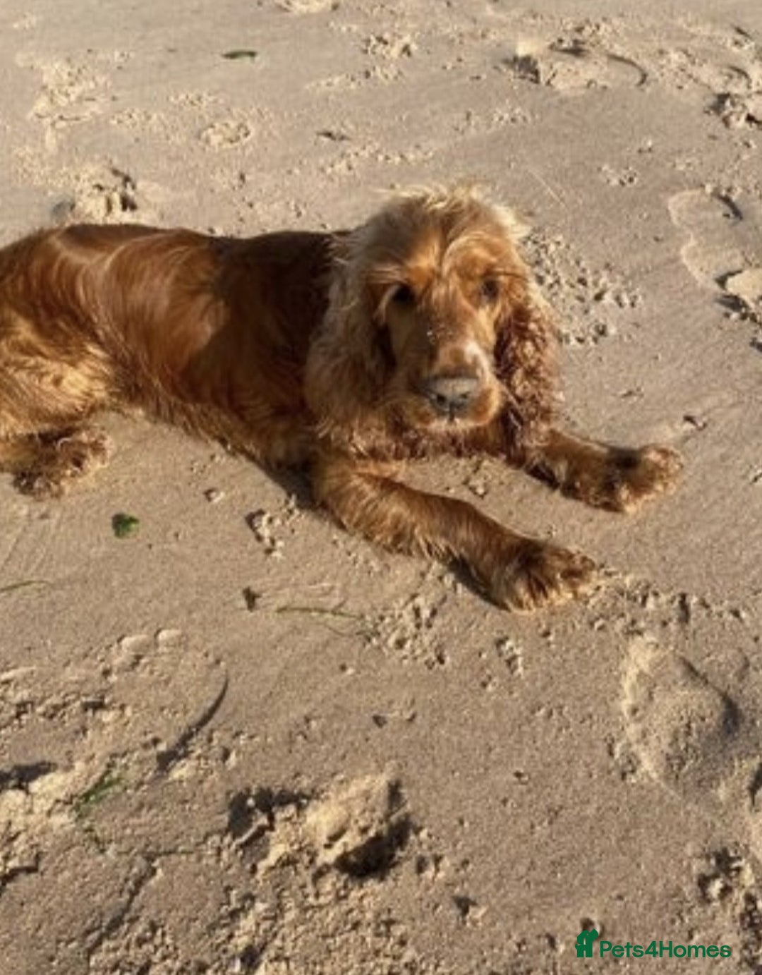 Cocker Spaniel dogs for sale: Stunning Show type Cocker Spaniels - Image 2